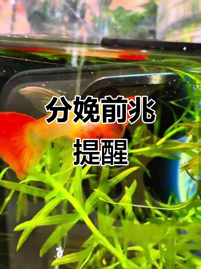 孔雀鱼即将分娩?这些信号别忽视,赶紧隔离!