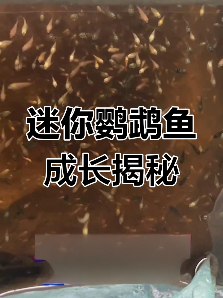 迷你鹦鹉鱼成长全纪录:从卵到成鱼的艰辛历程