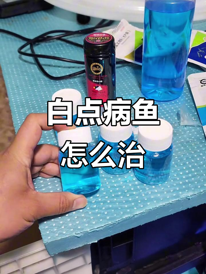 白点病鱼如何治疗?检疫步骤全解析