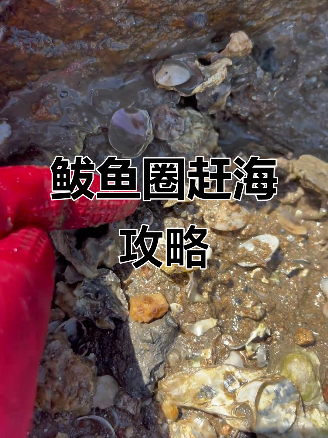 鲅鱼圈赶海抓海鲜,免费停车与慢生活体验