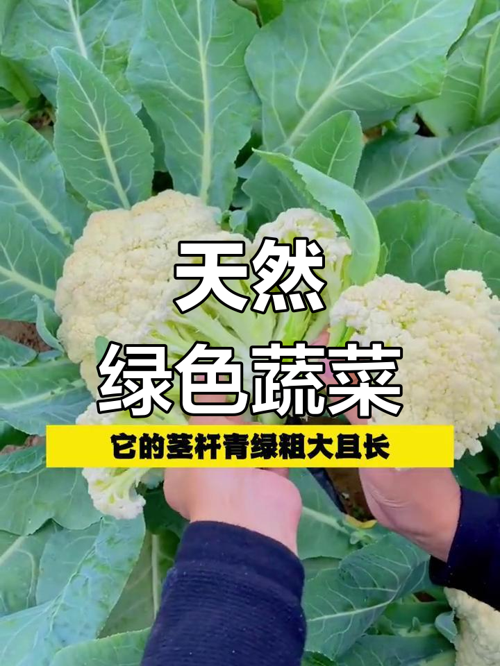 青梗松花菜种植指南