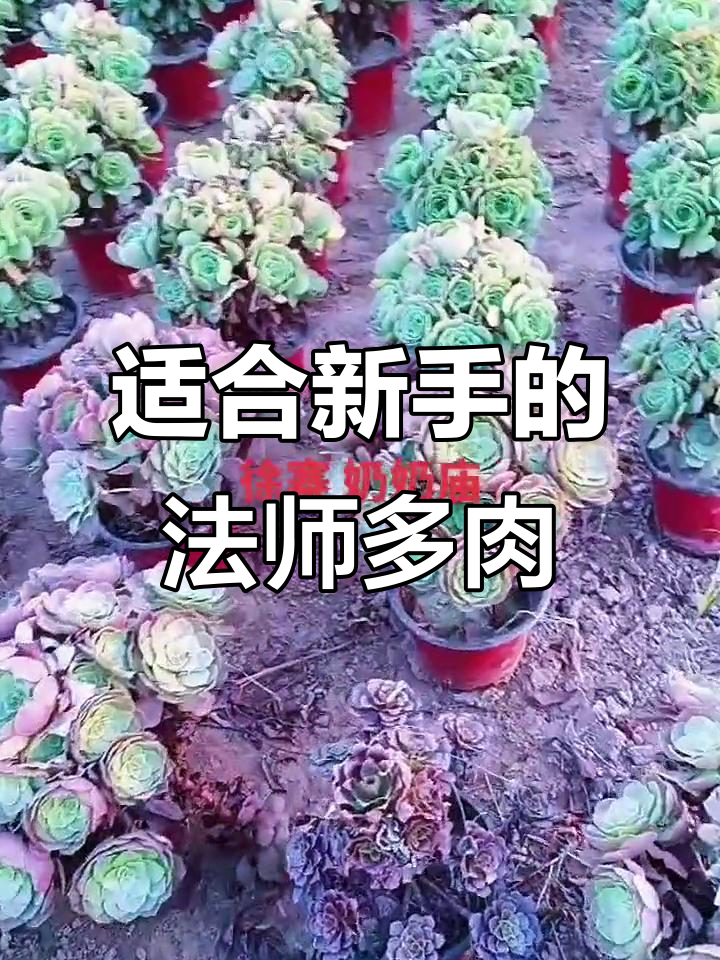法师多肉品种全解析,哪些最适合新手养护?