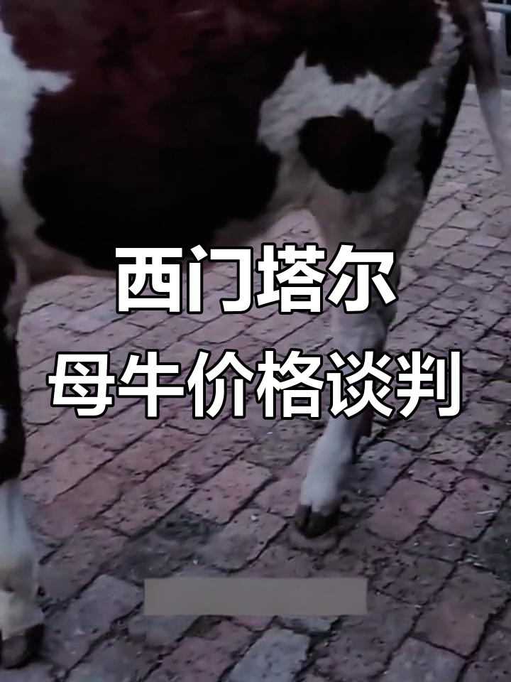 紫红花西门塔尔牛价格谈判,缺点决定最终成交价