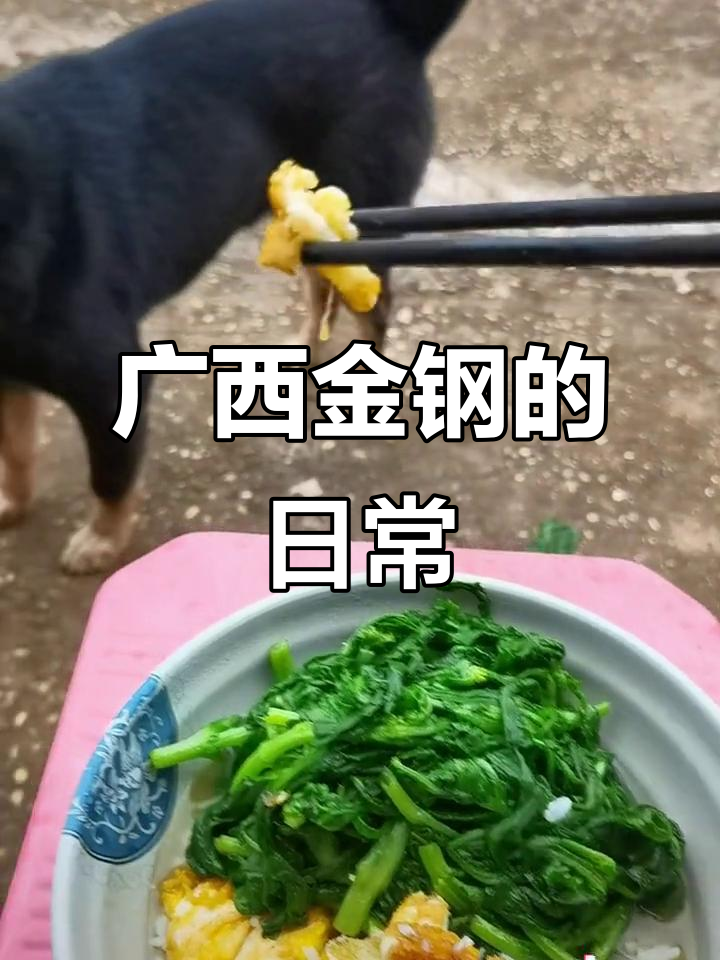 金钢,广西土猎犬的搞笑日常:青菜不吃鸡蛋却想吃