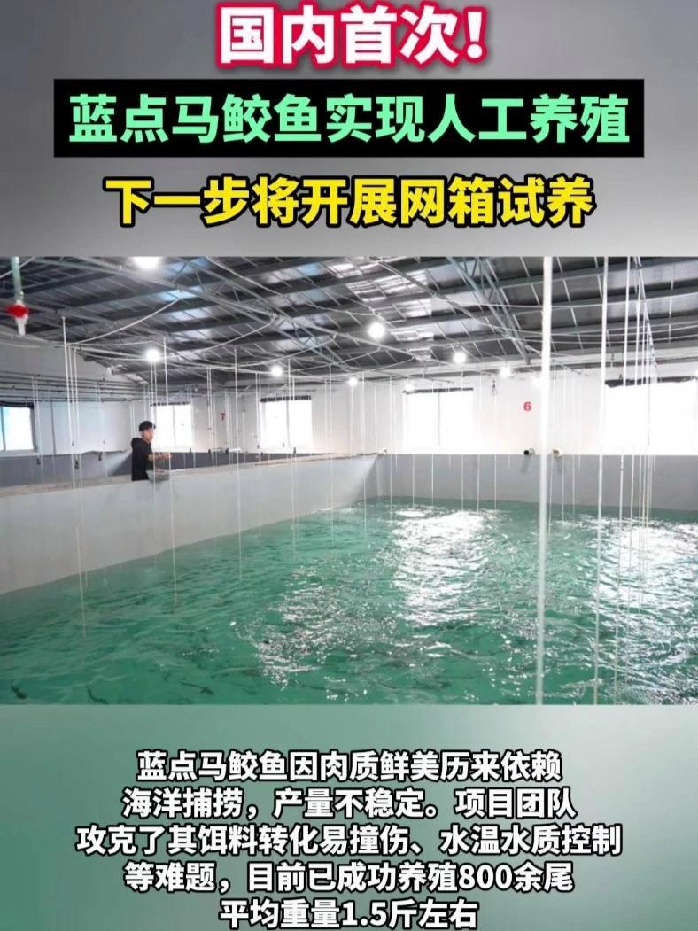 国内首次！蓝点马鲛鱼实现人工养殖，下一步将开展网箱试养！蓝点马鲛鱼 马鲛鱼 水产养殖 水产