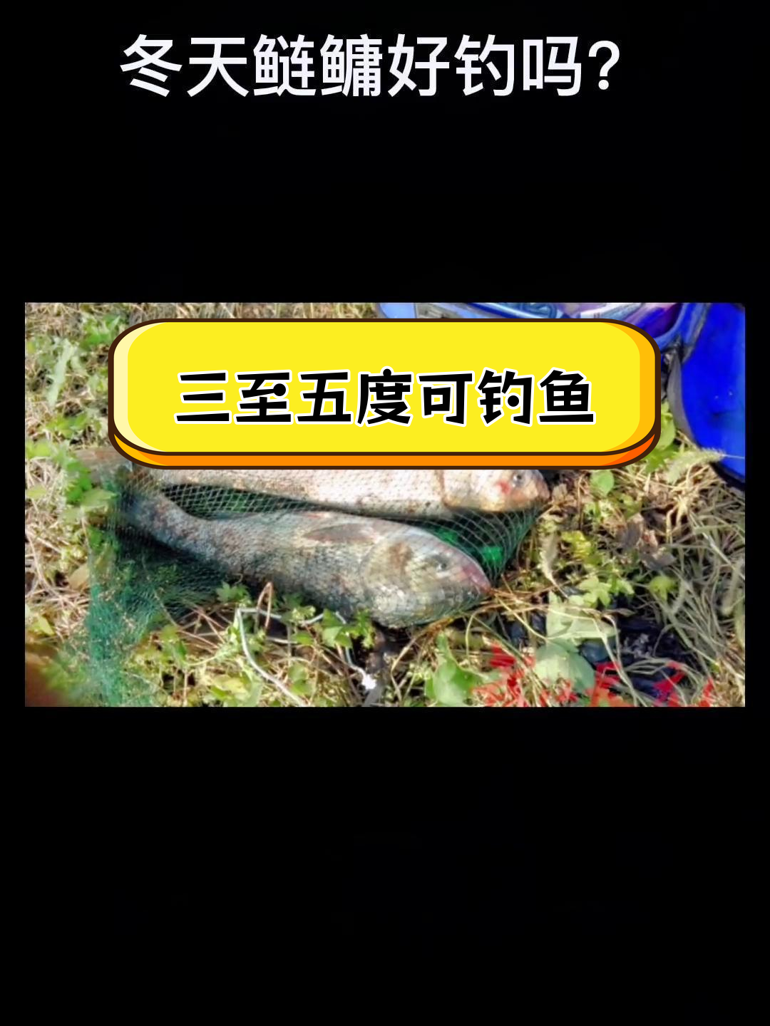 冬季三到五度能钓鲢鱼吗