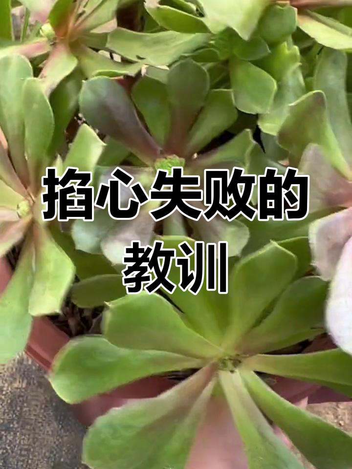 多肉法师掐心失败案例分析