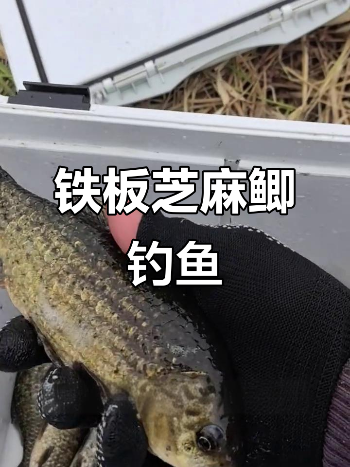 铁板芝麻鲫钓鱼挑战,桥下深坑道钓获满满