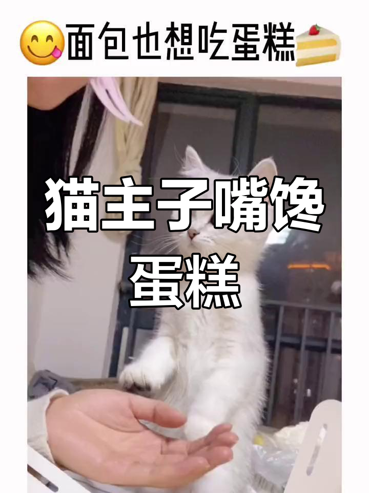 小猫咪眼巴巴地看着蛋糕,太馋了!