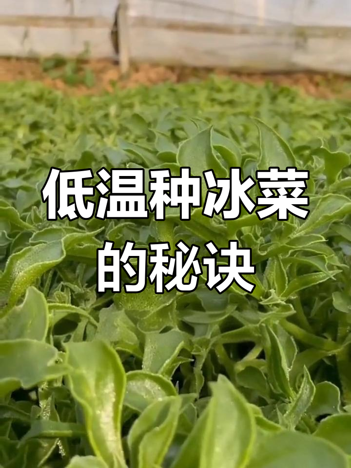 冰菜种植技巧:从育苗到采收全攻略
