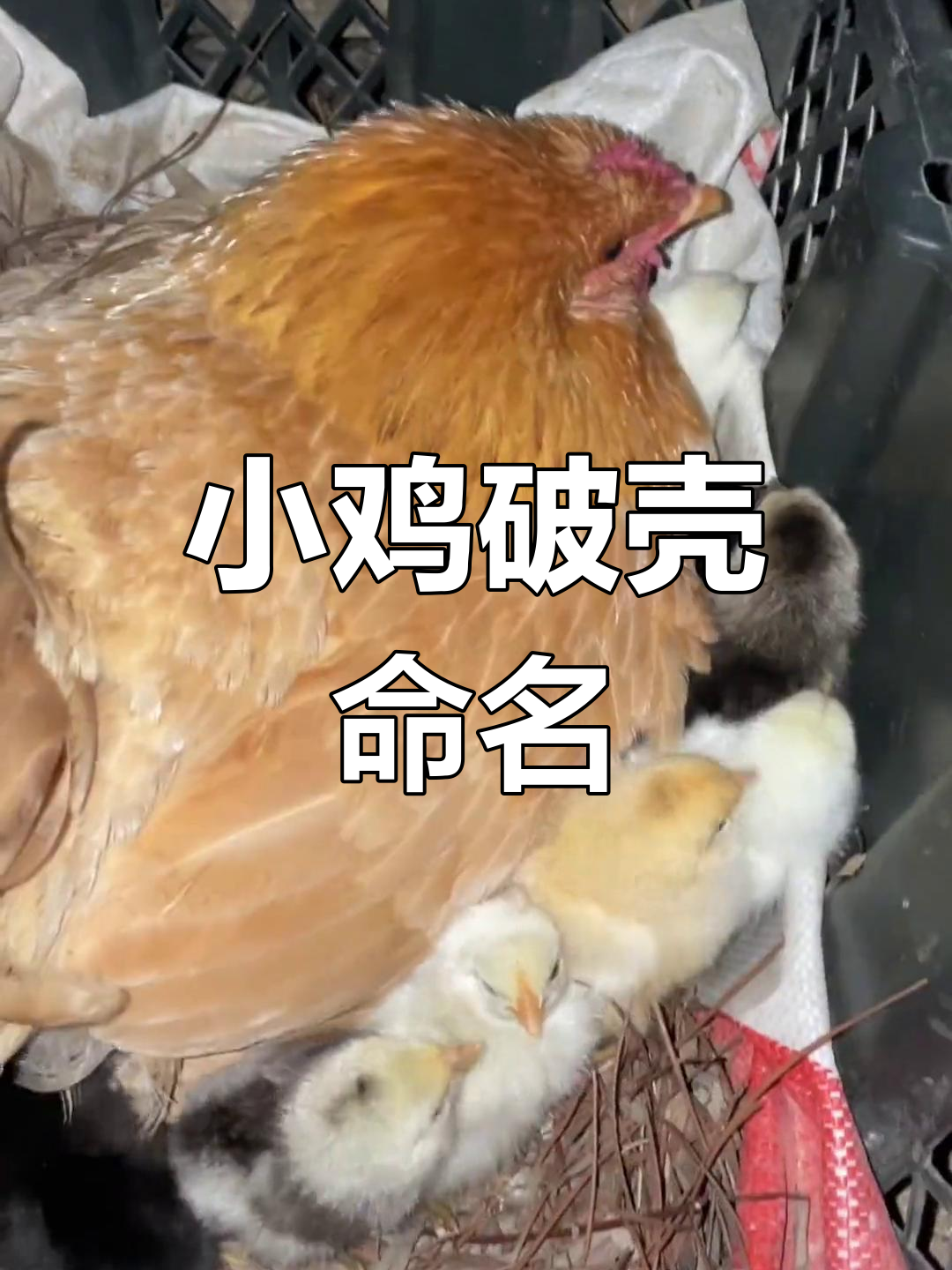 雪中破壳,小鸡萌态尽显,取个啥名字好呢?