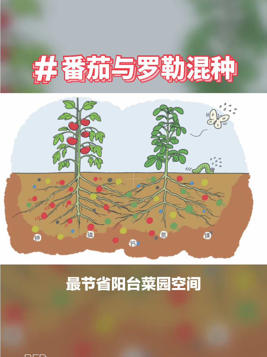 阳台种菜|番茄与罗勒混种