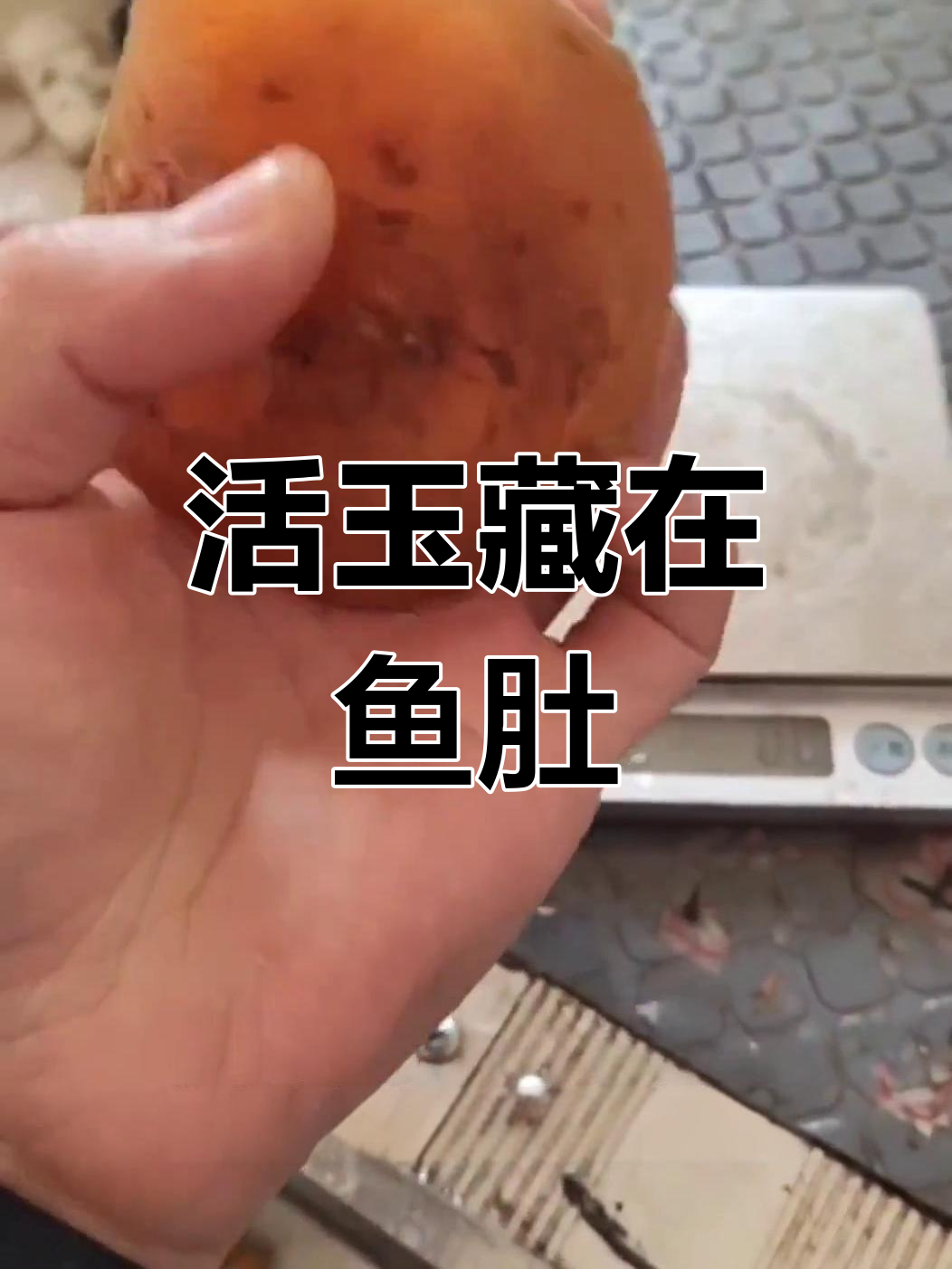 活玉竟藏鱼腹,下次烹饪前记得先取出!