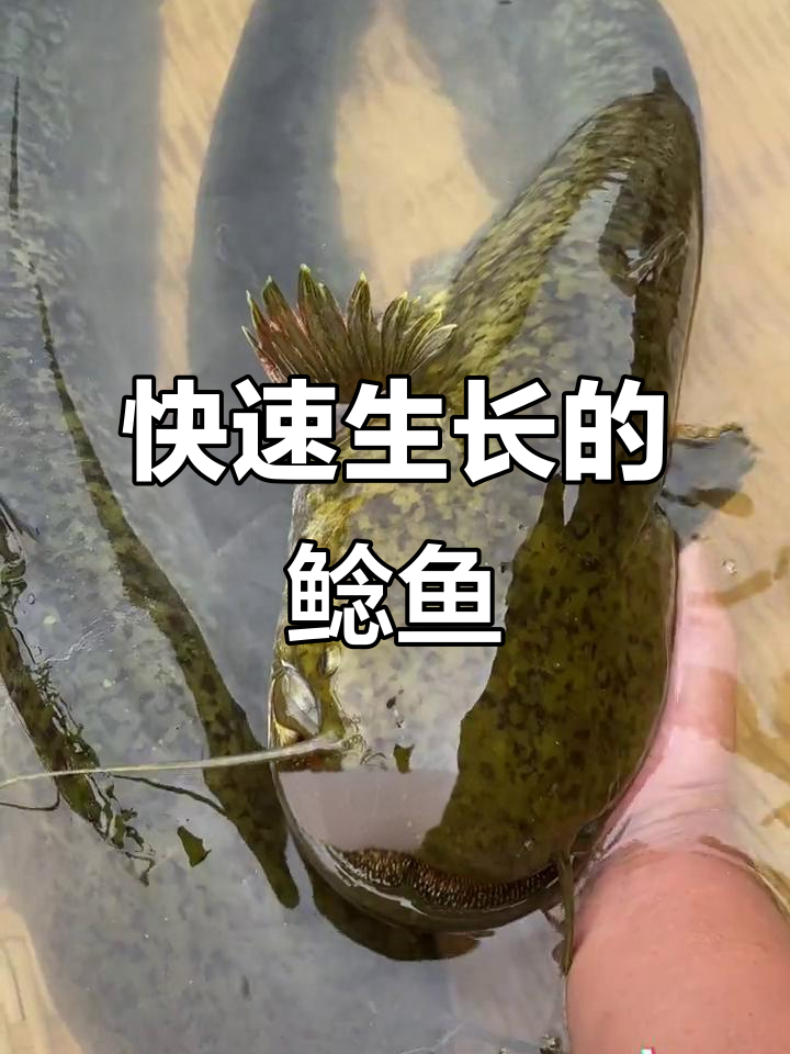 大口鲶鱼生长迅速,耐寒抗病,适合多种水域养殖