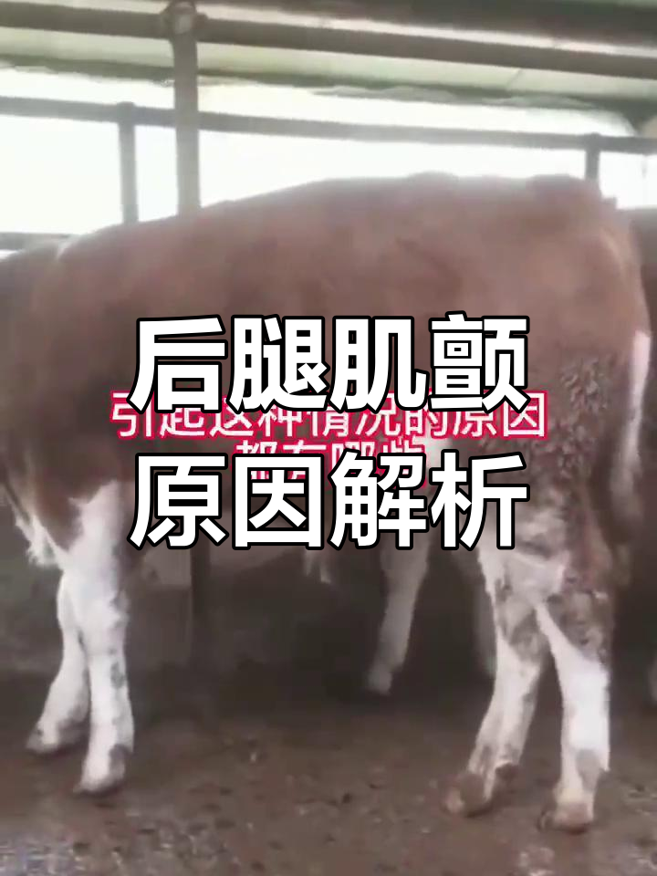 牛后腿肌肉震颤的原因及应对