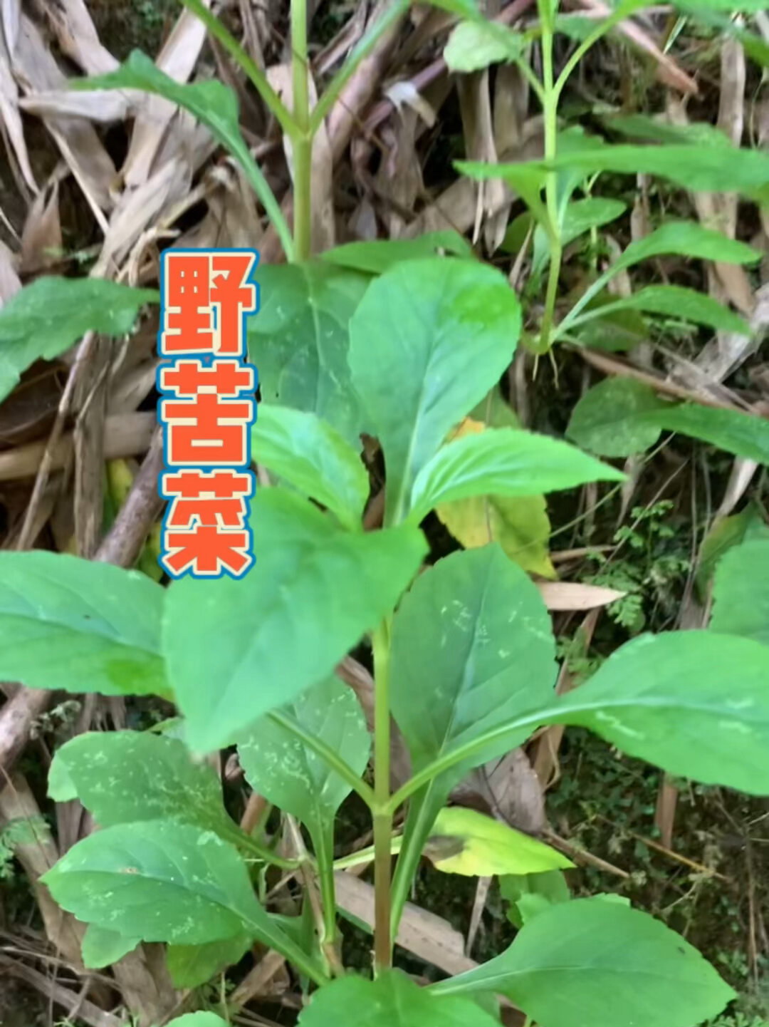 福建苦菜干,苦斋婆