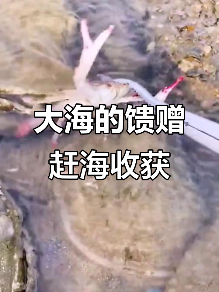 赶海大丰收！抓八爪鱼、小鳗鱼，意外发现死大海参