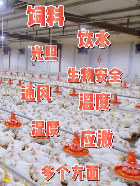 这是肯德基炸鸡小时候的样子!好滋味源来如此 肯家滋味团 永远好滋味 好炸鸡有鳞片