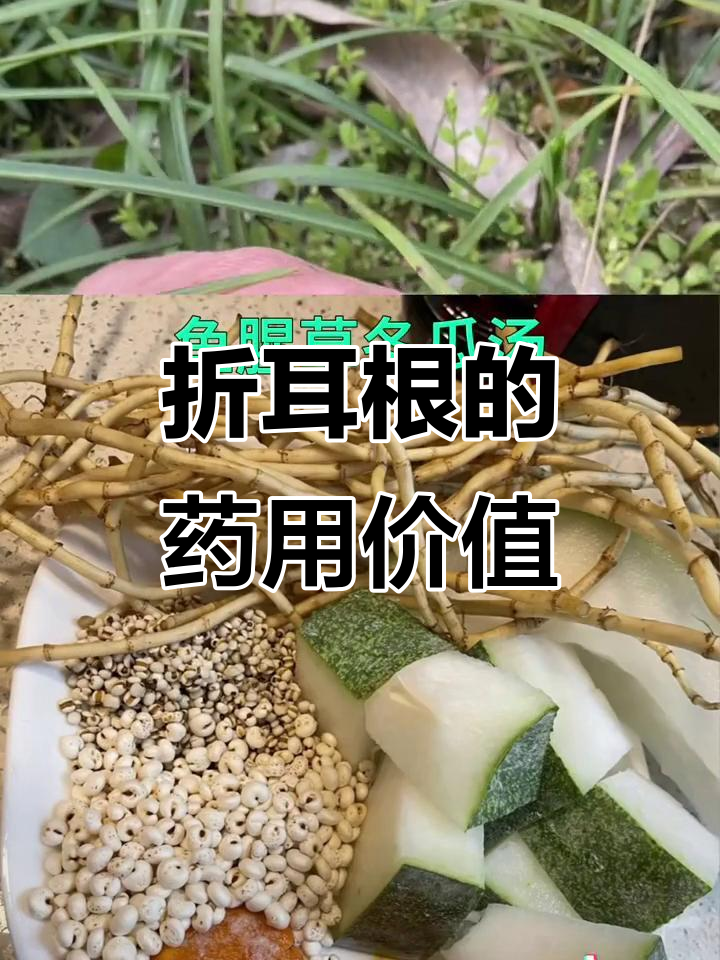 鱼腥草的神奇功效,凉拌、煮汤都能治病