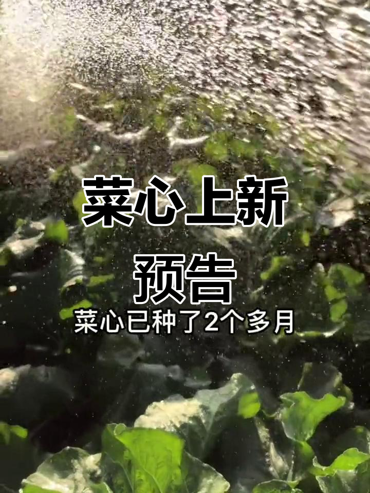 11月天气转凉，增城菜心即将上市粉丝等不及