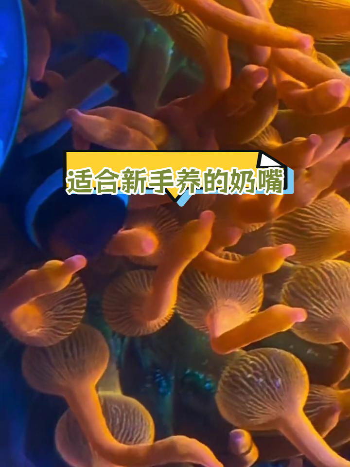 小丑鱼与奶嘴珊瑚的海洋奇缘