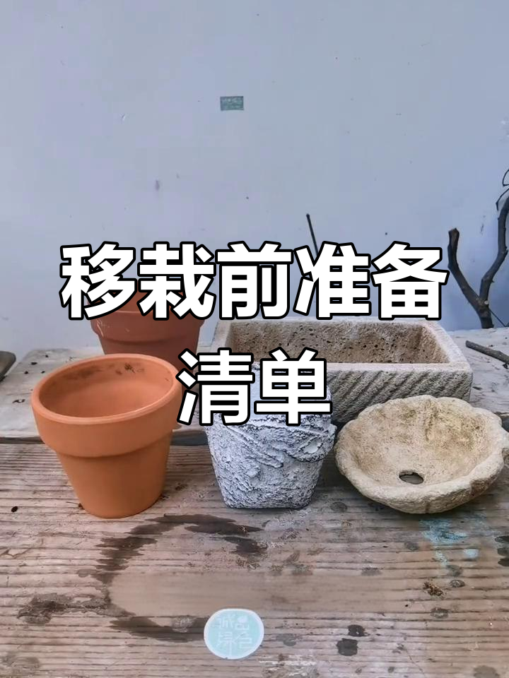 多肉植物移栽必备工具与技巧,轻松上手!