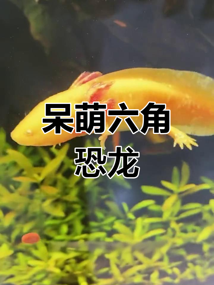 六角恐龙鱼:萌态十足,超强再生能力,陪伴你15年