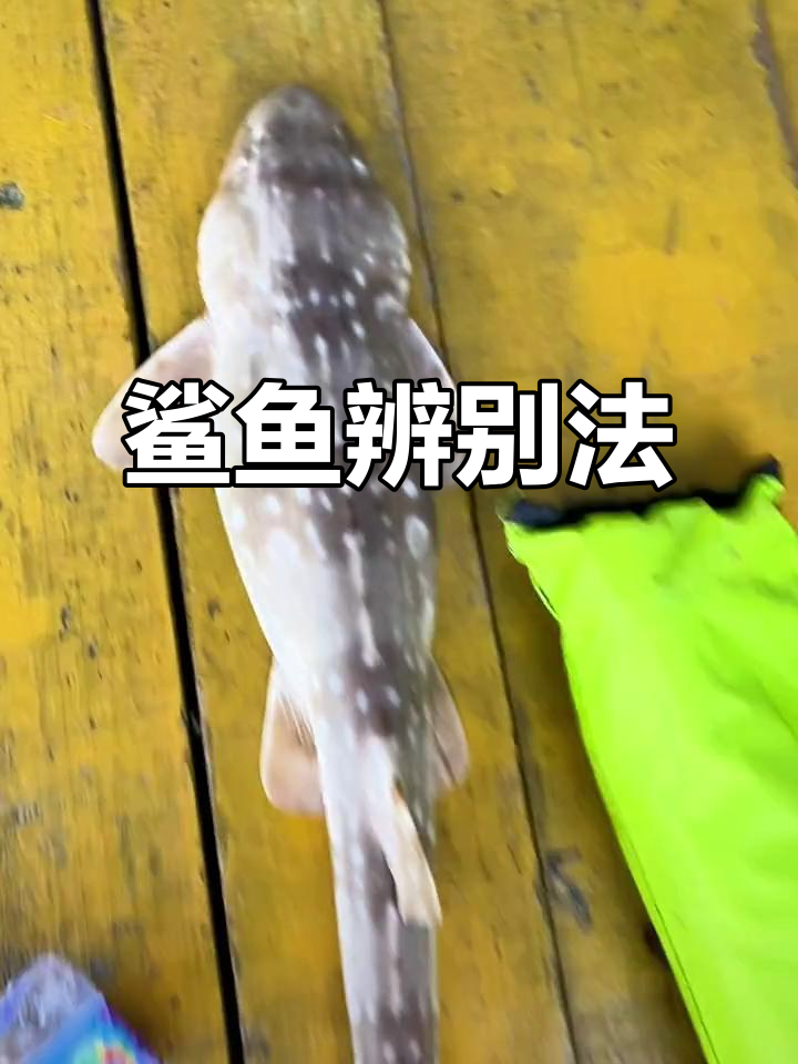 猫鲨与狗鲨区分小窍门:闭眼动作大不同!