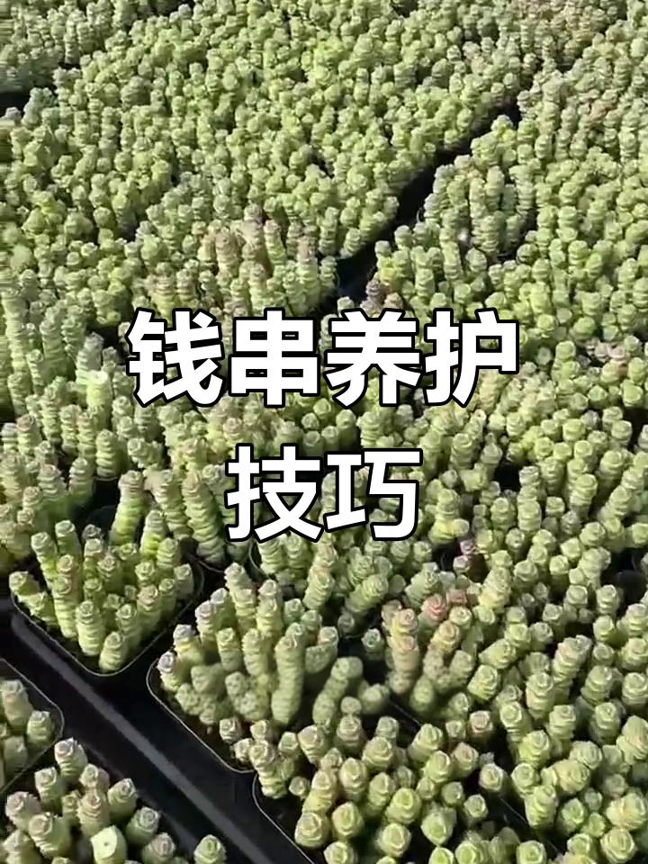 钱串多肉种植全攻略