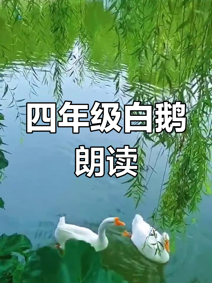 白鹅的傲慢与叫声:一位四年级学生的课文朗读