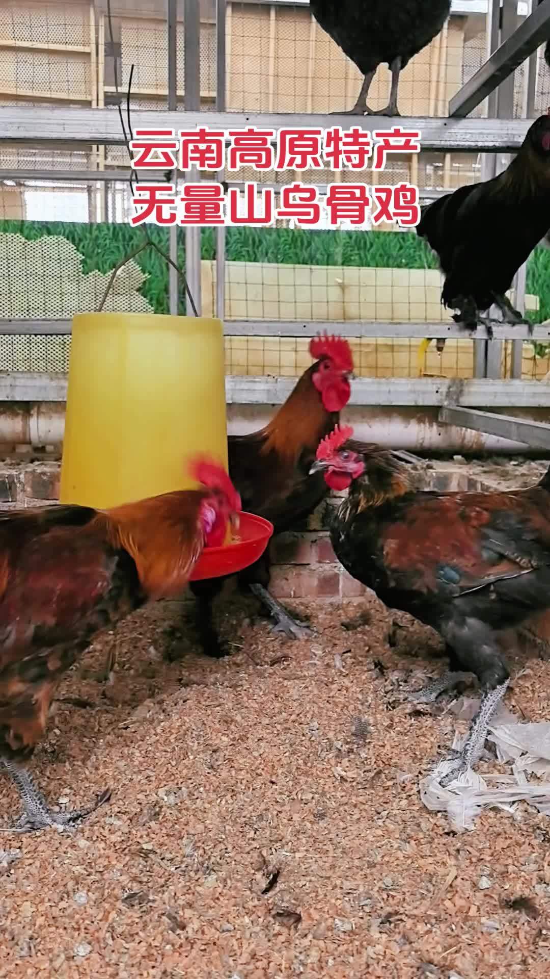 三农 养殖 养鸡 农村散养土鸡 无量山乌骨鸡 云南无量山乌骨鸡,纯种大毛脚鸡苗