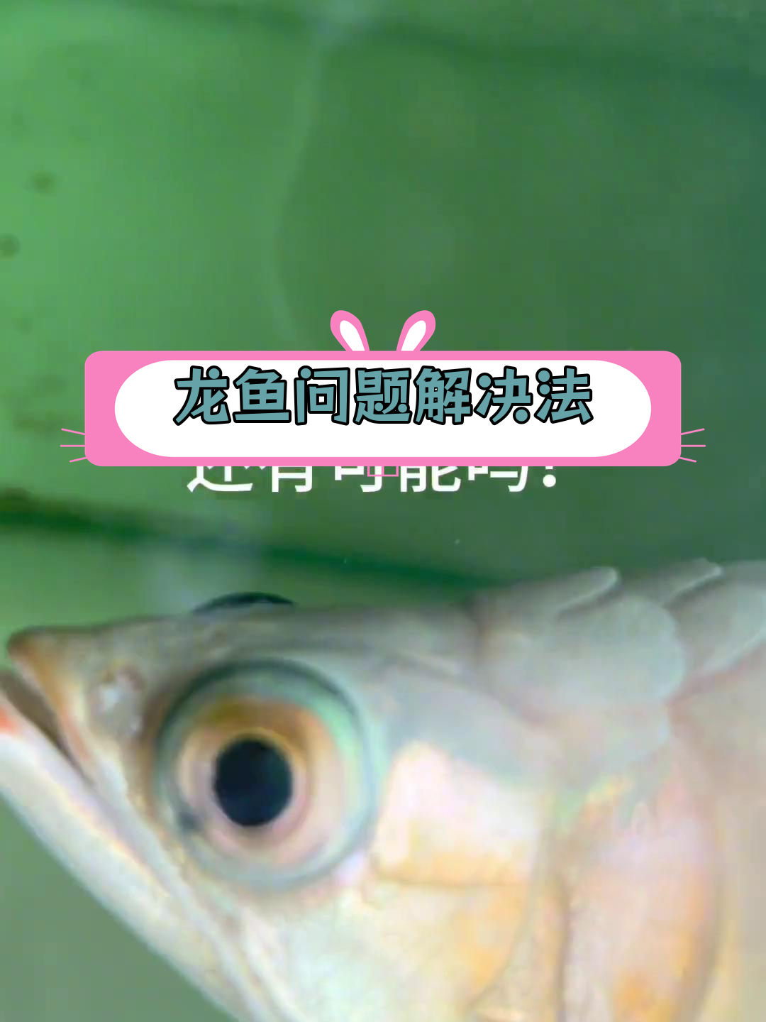 龙鱼常见问题解答:立鳞、炸鳞、凸眼怎么办