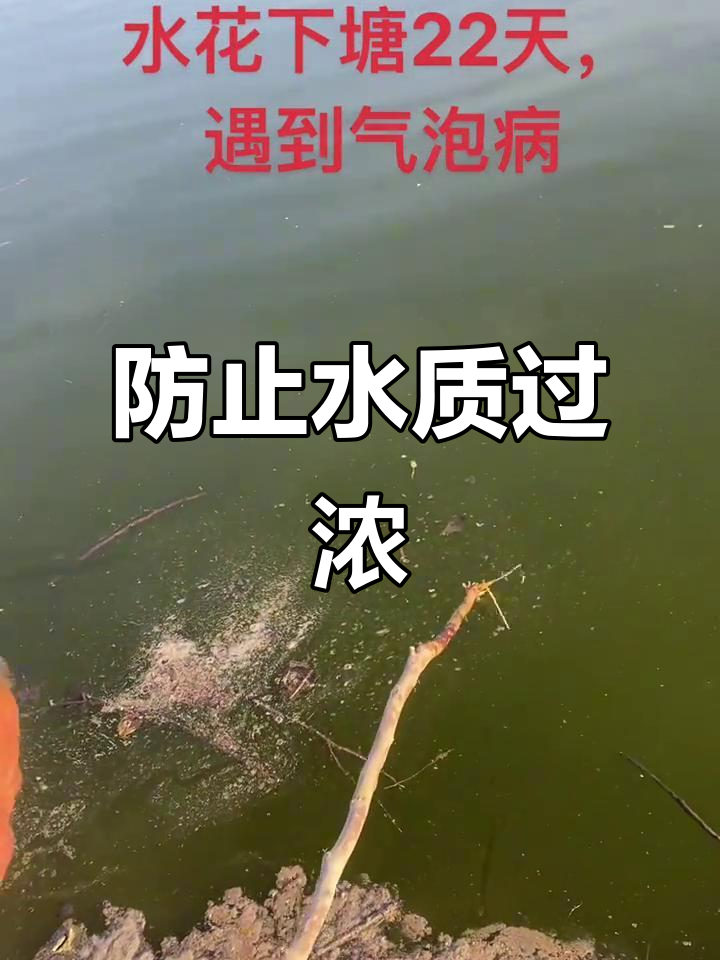 水质过肥,鱼苗易生病!如何避免气泡病和青胞病的困扰