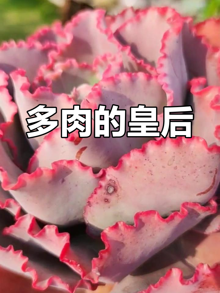 法国皇后多肉,独特魅力