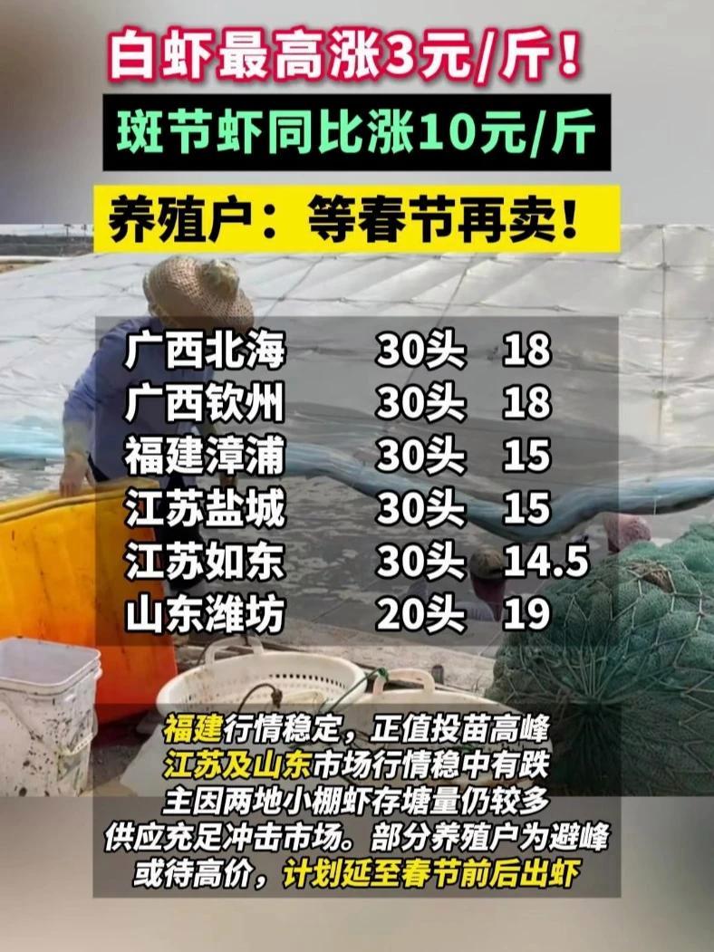 白虾最高涨3元斤!斑节虾同比涨10元斤,部分养殖户为避峰或待高价,计划延至春节前后出虾 斑