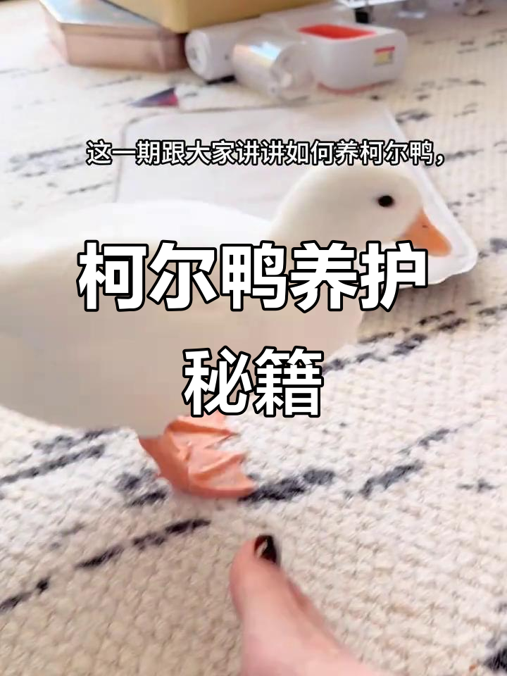 柯尔鸭饲养全攻略，了解它们的生活习性，轻松照顾！