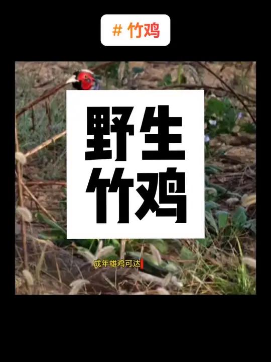 竹鸡,是鸡形目雉科小型禽类。体长约30厘米,体重200-350克,成年雄鸡可达300克左右