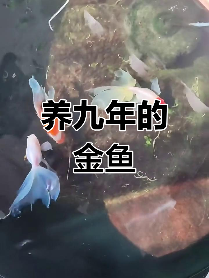 九年传统凤尾金鱼,见过吗?
