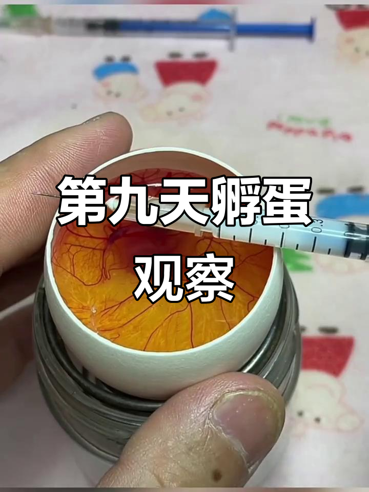 孵化九天,小鸡发育异常?看看这血丝是怎么回事