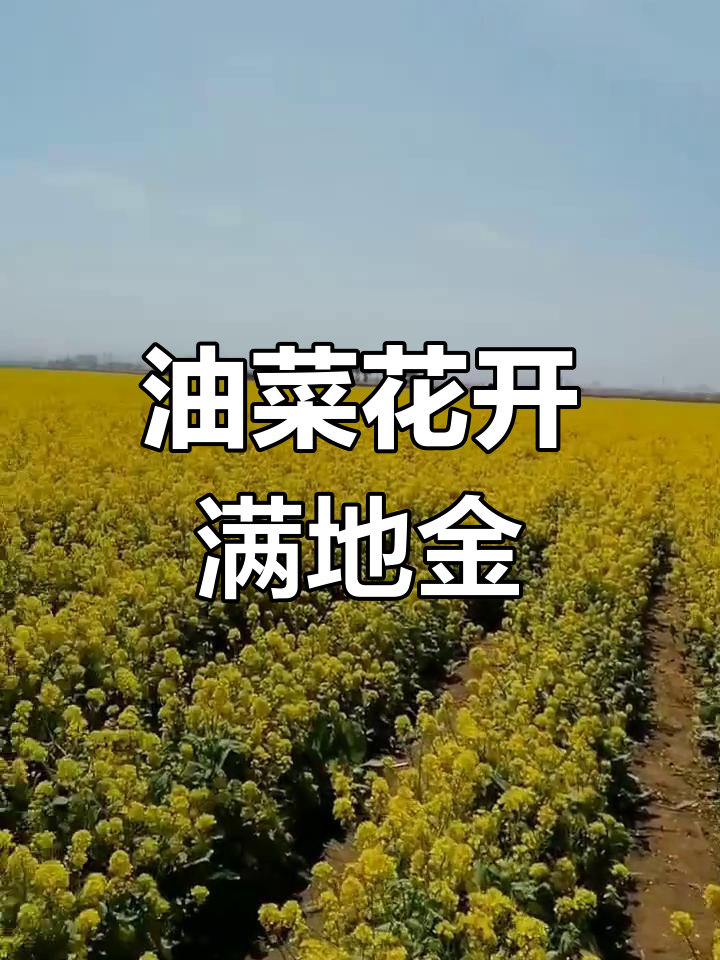 莱州朱旺村油菜花海,春日美景如画