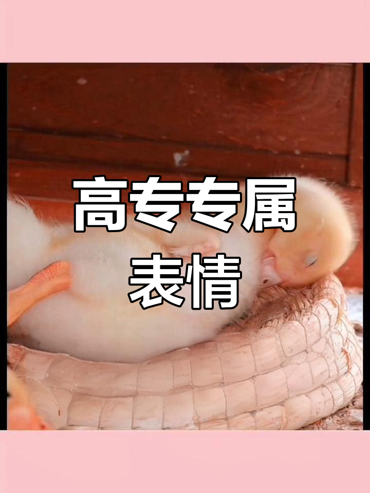 凤头白鸭表情包,快来收藏吧