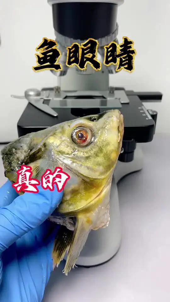 吃鱼眼睛真的能明目吗?食品安全 生活常识 科普一下 显微镜 鱼眼睛