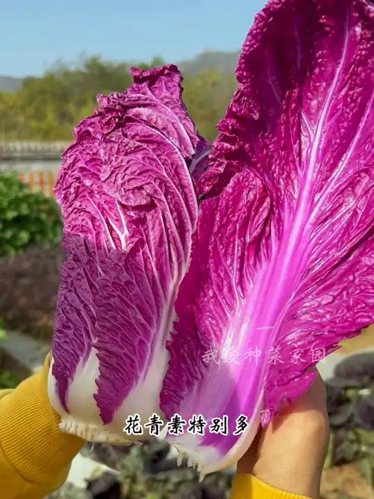 紫白菜营养丰富,好吃又好种 我的小菜园 田园生活 紫白菜