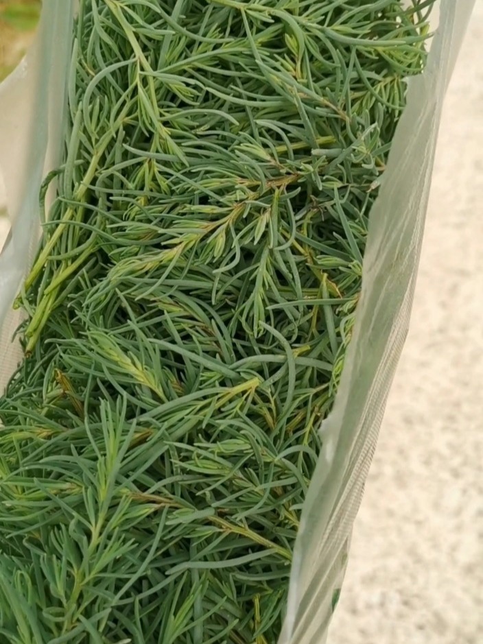 这种植物是盐碱地特有的应该是碱蓬吧我们叫ta盐须菜~味道微咸