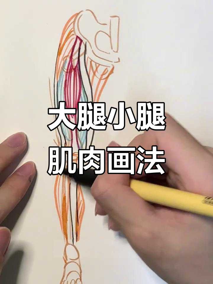 了解大腿和小腿肌肉结构,轻松画出壮硕线条