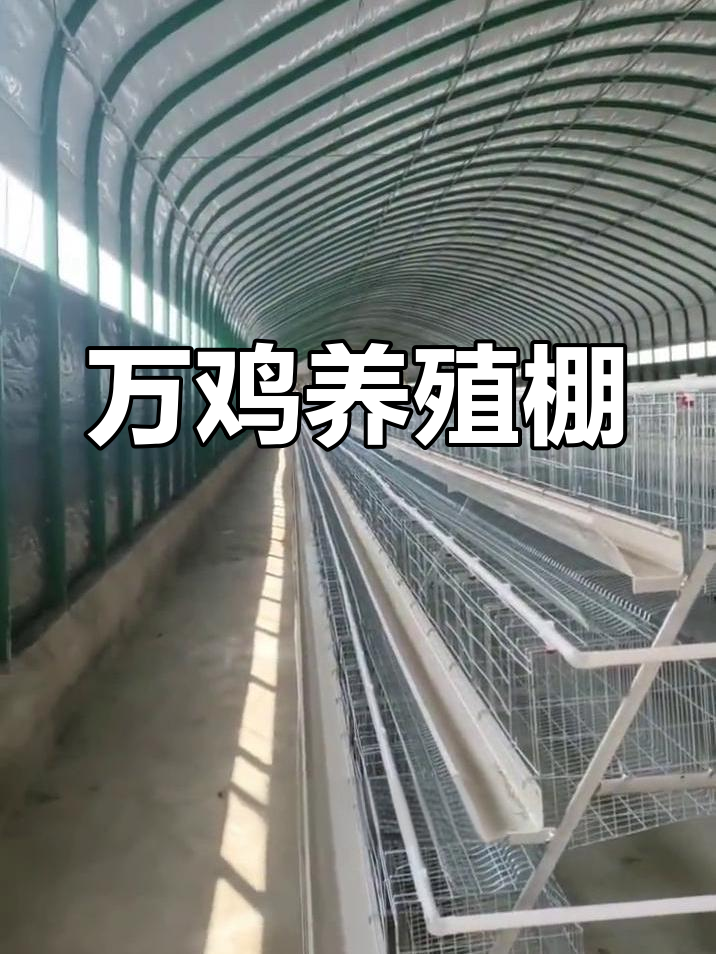 这座鸡舍能容纳万只蛋鸡,尺寸惊人!