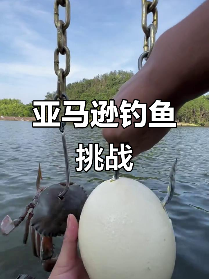 亚马逊河钓龙胆石斑,巨骨蛇鱼现身直播现场