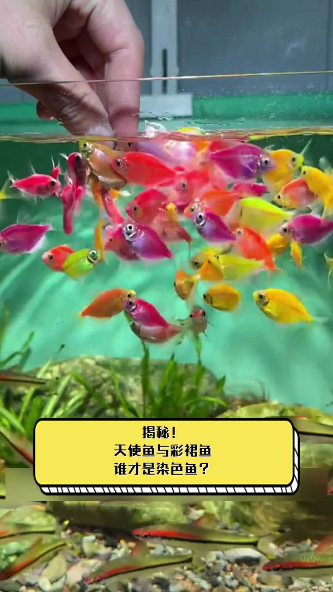 揭秘!天使鱼与彩裙鱼谁才是染色鱼?