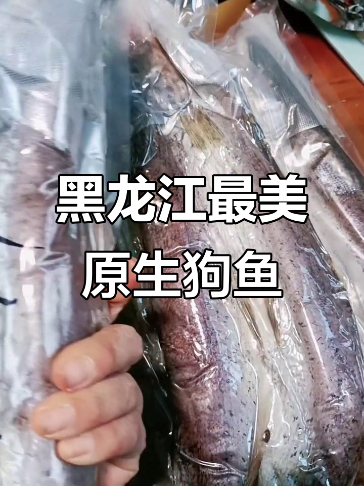 大兴安岭野生狗鱼，肉质鲜美无腥味，煎炸蒸烤都美味