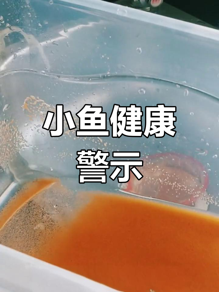 冷藏丰年虾变质,喂食易致小鱼肠炎和白便